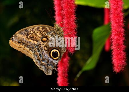 Cream owl butterfly lands on a chenile [plant in the gardens Stock Photo