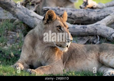 Lioness resting on grass Stock Photo