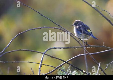 Yellow rumped warbler perched on weedy vine Stock Photo
