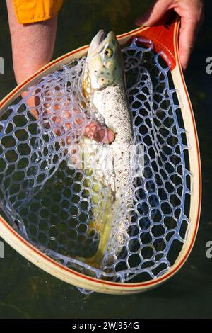 Brown trout in fishing net on Lower Owyhee River canyon, Vale District Bureau of Land Management, Oregon Stock Photo