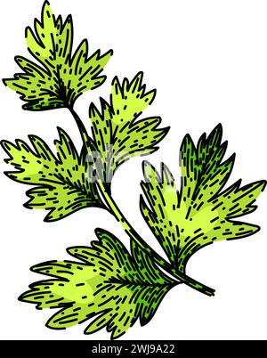 cerefolium chervil sketch hand drawn vector Stock Vector Image & Art ...