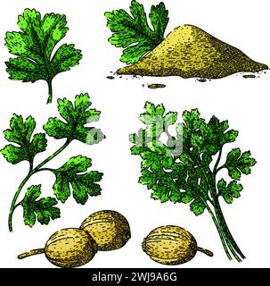 view coriander sketch hand drawn vector Stock Vector Image & Art - Alamy