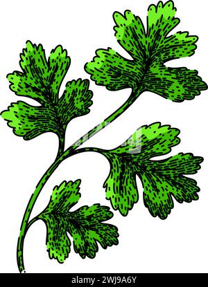 view coriander sketch hand drawn vector Stock Vector Image & Art - Alamy