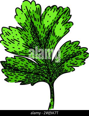 view coriander sketch hand drawn vector Stock Vector Image & Art - Alamy