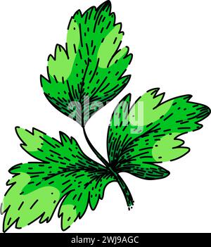 view coriander sketch hand drawn vector Stock Vector Image & Art - Alamy