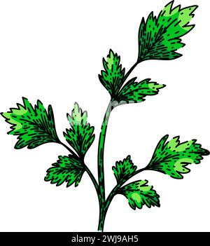 top parsley sketch hand drawn vector Stock Vector Image & Art - Alamy