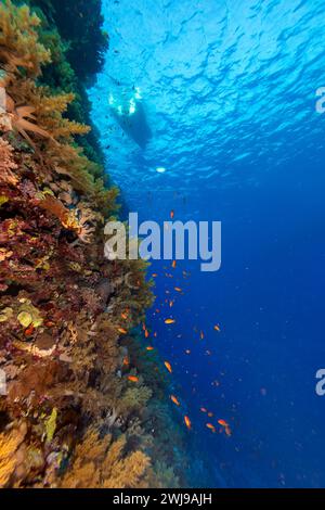 Boat floats above the landscape of a coral reef wall in the blue tropical waters Stock Photo