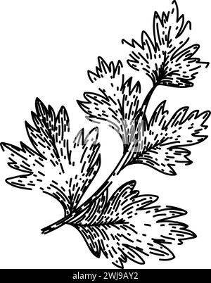 cerefolium chervil sketch hand drawn vector Stock Vector Image & Art ...