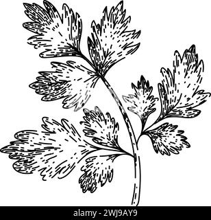 cerefolium chervil sketch hand drawn vector Stock Vector