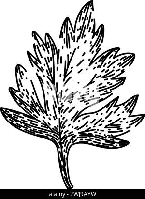 anthriscus chervil sketch hand drawn vector Stock Vector