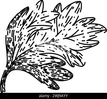 vector chervil sketch hand drawn vector Stock Vector