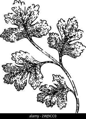 cilantro coriander sketch hand drawn vector Stock Vector Image & Art ...