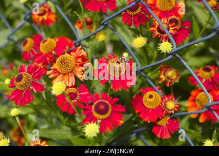 A bee on a red Helenium autumnales (common sneezeweed) flower in the garden near a chain link fence Stock Photo