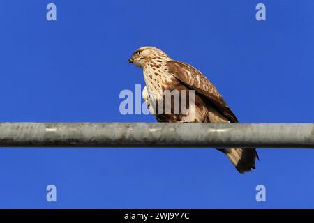 Buteo lagopus, Rough-legged Buzzard perched on an outdoor lighting fixture against blue sky in winter. The large hawk is protected, endangered in Finl Stock Photo
