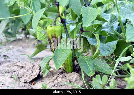 In the garden, on the branches of a pepper bush, the fruits of bell peppers ripen. Stock Photo