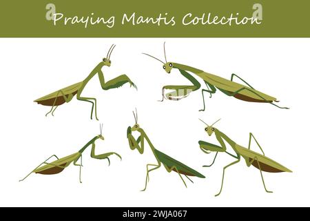 Praying mantis. Set of praying mantis. Vector illustration Stock Vector