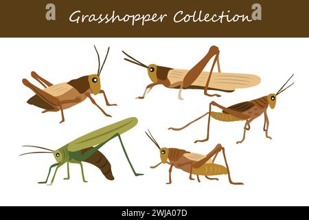 Collection of grasshopper isolated on white background. Vector illustration. Stock Vector