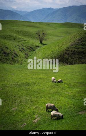 Pair of sheeps in the beautiful Kazakh nature surrounded by bright green grass and huge mountains in the background Stock Photo