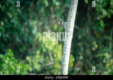 Hoffmann's Woodpecker (Melanerpes hoffmannii) male in the nest, Costa Rica Stock Photo