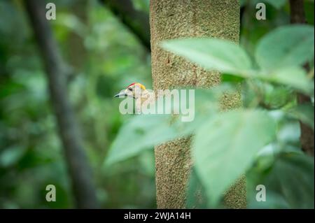 Hoffmann's Woodpecker (Melanerpes hoffmannii) male in the nest, Costa Rica Stock Photo