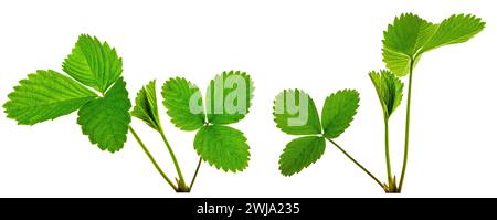 Set of strawberry leaves .Isolated. Gardening. Spring. Gardening concept. Stock Photo