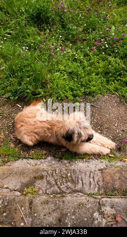 Hairy dog sitting from above Stock Photo