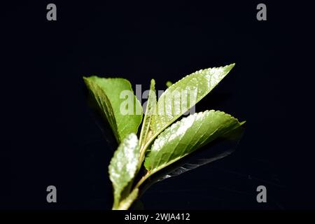 On a black background lies a cherry branch with the first green leaves that have grown in spring. Stock Photo