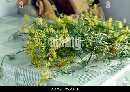 There is ripe dill on the table, its long stems with leaves and umbrellas on top. Stock Photo