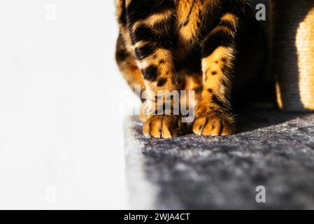 A close-up image focusing on the furry paws of a striped cat as it stands on a soft, grey surface Stock Photo