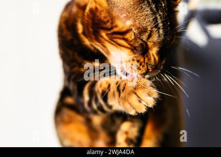 Close-up of a Bengal cat licking and cleaning its paw with a sunlit background Stock Photo