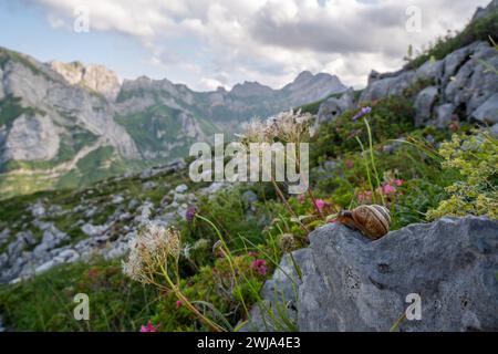 Close-up of a snail on a rock amidst wildflowers with the Appenzell mountains in the background at dusk. Stock Photo