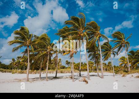 Serene tropical beach scene with lush palm trees under a vibrant blue sky in Miami, Florida. Stock Photo