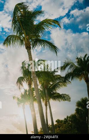 Palm trees sway against a backdrop of sunlit clouds in the bright Miami sky, capturing the essence of a tropical Florida day. Stock Photo