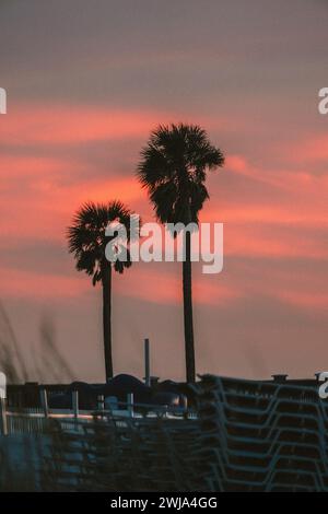 Silhouettes of palm trees stand tall against a picturesque sunset sky filled with shades of pink and orange in Miami, Florida, USA. Stock Photo
