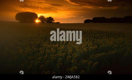 The sun sets behind trees, casting a golden glow over a field of sunflowers under a dramatic sky Stock Photo