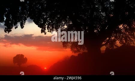 A stunning sunset silhouettes an oak tree's intricate branches, backdropped by a vibrant sky, with the scene set in peaceful cultivated fields within Stock Photo