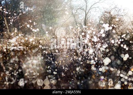 Sunlight filters through a dense forest, casting a magical glow on the morning dew clinging to the intricate web of branches and leaves. Stock Photo