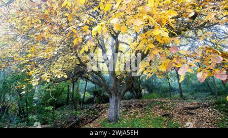 Golden yellow leaves adorn the robust branches of walnut trees, contrasted by the spindly trunks of poplar trees in an autumnal grove. Stock Photo