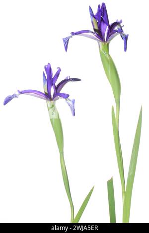 Vibrant blue lilies isolated on white background. Stock Photo
