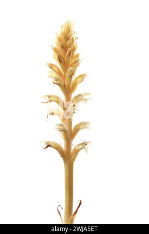 A delicate white dictamo or Dictamnus albus var. purpureus flowering spike against a pure white background, highlighting its intricate details and gra Stock Photo