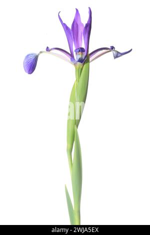Elegant blue lily isolated on white background, displaying vibrant petals and a detailed structure. Stock Photo