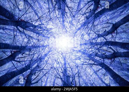 From below slender poplar and robust tree trunks with a radiant autumn sky Stock Photo