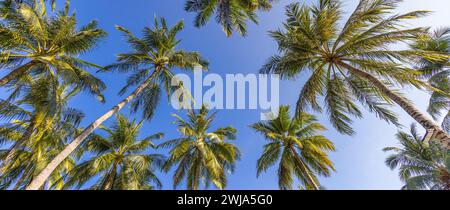 Green palm trees against blue sky and white clouds. Tropical jungle forest with bright blue sky, panoramic nature banner. Idyllic natural landscape Stock Photo