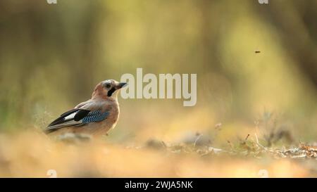 A vigilant Eurasian Jay Garrulus glandarius perches on the ground with its keen eyes fixed on a small insect in a serene woodland scene, showcasing be Stock Photo