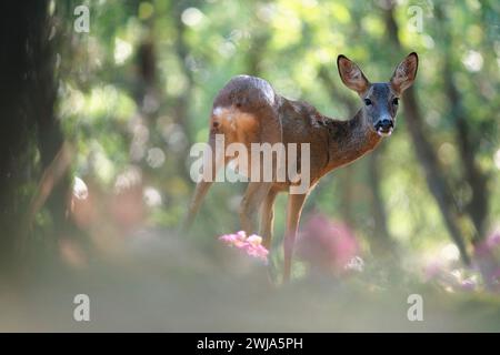 A serene female roe deer stands amidst a sunlit forest, creating an enchanting natural scene. Stock Photo