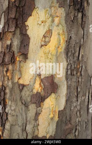 Close-up shot of tree bark showing detailed texture and varied patterns with contrasting colors. Stock Photo