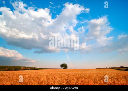 A solitary tree stands in the midst of a golden wheat field beneath a vast blue sky dotted with fluffy clouds. Stock Photo
