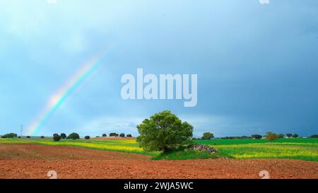A vibrant rainbow arches over verdant fields with a single tree standing prominently in the foreground under a dramatic sky. Stock Photo