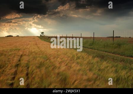 A tranquil wheat field stretches under a dramatic stormy sky with a solitary tree, illustrating nature's contrasts. Stock Photo