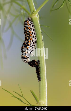 A Papilio machaon caterpillar feeds on a green stem, with its striking black and orange patterns contrasted against a gradient green background Stock Photo